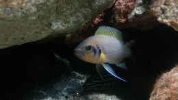 Foto mit Neolamprologus spec daffodil