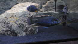 Foto mit Nimbochromis Livingstonii