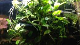 Anubias Gewirr