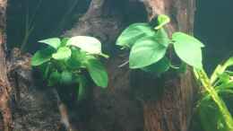 Foto mit Anubias barteri sp. Bonsai