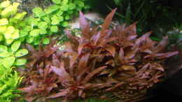 Foto mit Lobelia Cardinalis - kleine Form