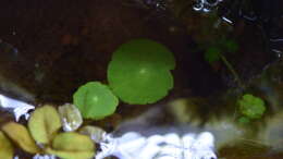 Foto mit Hydrocotyle verticillata