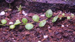 Peperomia nummularifolia, Ableger aus einem anderen Becken