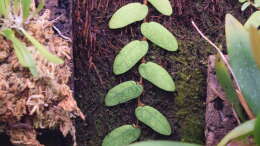 Ficus spec. Borneo
