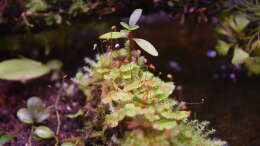 Mix aus Lebermoos und Leptodictyum riparium emers