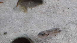 Besatz im Aquarium Tanganjika 125