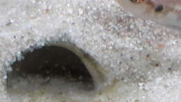 Ein Weibchen vor der Bruthöhle