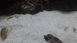 Besatz im Aquarium Tanganjika 125