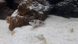Besatz im Aquarium Tanganjika 125