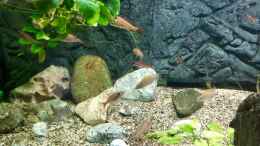 Foto mit Paracyprichromis nigripinnis und Neolamprologus caudopunctatus