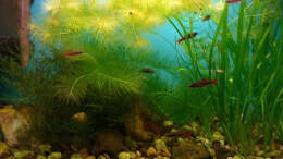 Aquarium im Januar 2020
