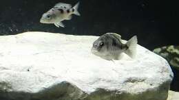 sciaenochromis njassae und Stigmatochromis melanchros 