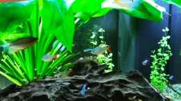 aquarium-von-pegnitz-baco-columbianus_Rechts und im Hintergrund: Bacopa australis