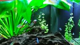 aquarium-von-pegnitz-baco-columbianus_Rechts und im Hintergrund: Bacopa australis