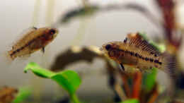 Foto mit Apistogramma borellii Nachwuchs