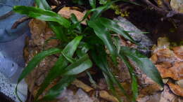 Pleopeltis macrocarpa