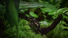Besatz im Aquarium Yggdrasil