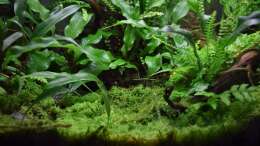 Aquarium Yggdrasil