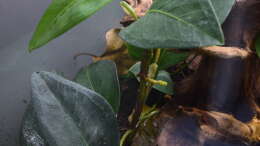 Anthurium scandens