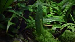 Besatz im Aquarium Yggdrasil