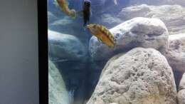 Melanochromis baliodigma m und 2x w