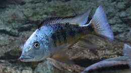 Fossorochromis rostratus m
