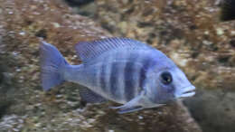 Placidochromis phenochilus w