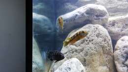 Melanochromis baliodigma maulbrütendes Weibchen