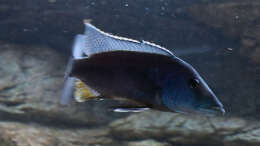 Lichnochromis acuticeps m