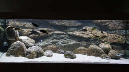 Hauptbild Malawiaquarium 09.02.2019