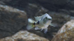 Stigmatochromis melanchros Jungfisch