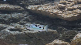 Stigmatochromis melanchros Jungfisch