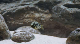 Nimbochromis livingstoni Weibchen