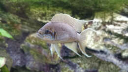 Neolamprologus Brichardi