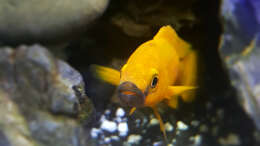 Neolamprologus Longior Männchen