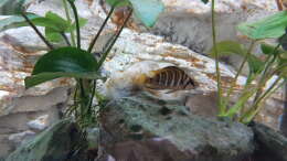 Altolamprologus Compressiceps
