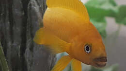 Neolamprologus Longior Weibchen