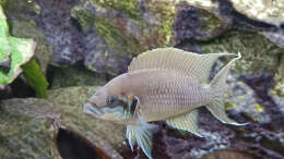 Foto mit Neolamprologus Brichardi