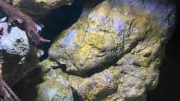 aquarium-von-fab-mbuna-felszone_Rückwand-Elemente