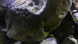 aquarium-von-fab-mbuna-felszone_