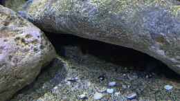 aquarium-von-fab-mbuna-felszone_Bodengrund