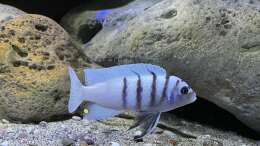Foto mit Cynotilapia sp. hara Gallireya Reef