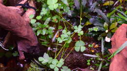Foto mit Marsilea crenata