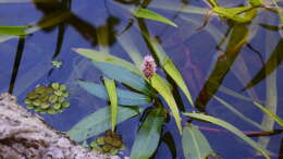 Foto mit Potamogeton natans und Salvinia natans (links)