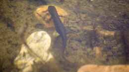 Foto mit Teichmolch (Lissotriton vulgaris) jagend 10.04.2020