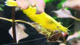 Foto mit Neocaridina Yellow Fire Garnele 