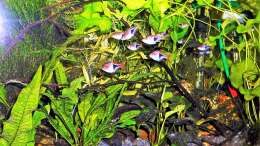 Aquarium mein kleines Asien Becken