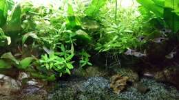 Das kleine Asien Becken - Stand - September - 21 -