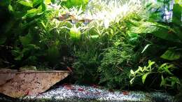 Aquarium mein kleines Asien Becken