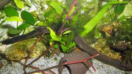 Dekoration im Aquarium mein kleines Asien Becken